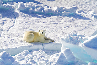 A curious young polar bear (Ursus maritimus) on ice floe in the Svalbard Archipelago, Norway.