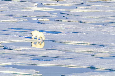 An adult polar bear (Ursus maritimus) traveling from ice floe to ice floe in the Svalbard Archipelago, Norway.