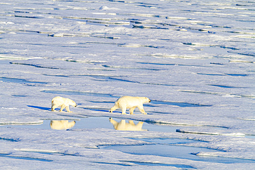 A mother and cub polar bear (Ursus maritimus) traveling from ice floe to ice floe in the Svalbard Archipelago, Norway, Arctic, Europe