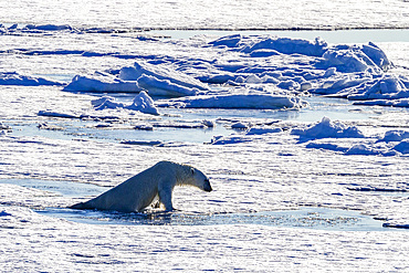 An adult polar bear (Ursus maritimus) swimming and hauling itself onto ice floe in the Svalbard Archipelago, Norway.