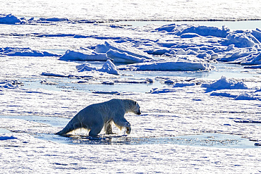 An adult polar bear (Ursus maritimus) swimming and hauling itself onto ice floe in the Svalbard Archipelago, Norway, Arctic, Europe