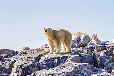 An old, emaciated adult male polar bear (Ursus maritimus) desperately searching for food in the Svalbard Archipelago, Norway, Arctic, Europe