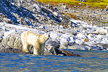 An old, emaciated adult male polar bear (Ursus maritimus) desperately searching for food in the Svalbard Archipelago, Norway, Arctic, Europe