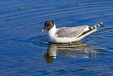 An adult Sabine's Gull (Xema sabini) in melt water pool in the Svalbard Archipelago, Norway, Arctic, Europe