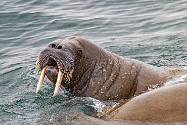 Curious adult bull walrus (Odobenus rosmarus rosmarus) approach the ship at Moffen Island in the Svalbard Archipelago, Norway, Arctic, Europe