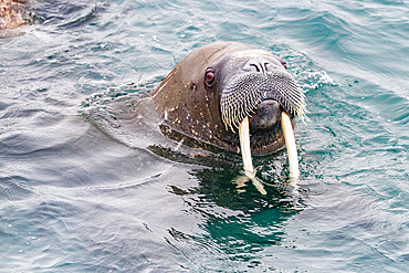 Curious adult bull walrus (Odobenus rosmarus rosmarus) approach the ship at Moffen Island in the Svalbard Archipelago, Norway, Arctic, Europe