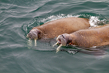 Curious adult bull walrus (Odobenus rosmarus rosmarus) approach the ship at Moffen Island in the Svalbard Archipelago, Norway, Arctic, Europe