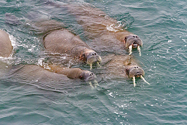 Curious adult bull walrus (Odobenus rosmarus rosmarus) approach the ship at Moffen Island in the Svalbard Archipelago, Norway, Arctic, Europe