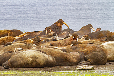 Adult bull walrus (Odobenus rosmarus rosmarus) hauled out on the beach in the Svalbard Archipelago, Norway.