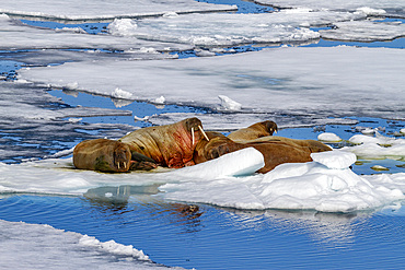 Adult bull walrus (Odobenus rosmarus rosmarus) hauled out on the ice in the Svalbard Archipelago, Norway.