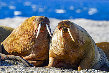 Adult bull walrus (Odobenus rosmarus rosmarus) hauled out on the beach in the Svalbard Archipelago, Norway.