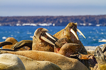 Adult bull walrus (Odobenus rosmarus rosmarus) hauled out on the beach in the Svalbard Archipelago, Norway.