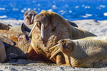 Adult bull walrus (Odobenus rosmarus rosmarus) hauled out on the beach in the Svalbard Archipelago, Norway, Arctic, Europe