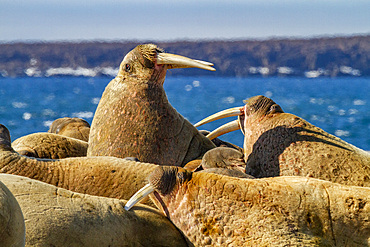 Adult bull walrus (Odobenus rosmarus rosmarus) hauled out on the beach in the Svalbard Archipelago, Norway.