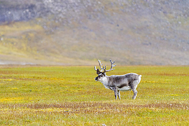 Adult Svalbard reindeer (Rangifer tarandus platyrhynchus) grazing on tundra in the Svalbard Archipelago, Norway, Arctic, Europe