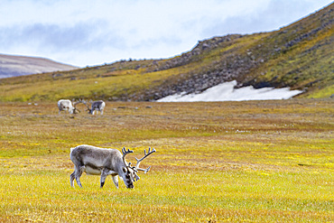 Adult Svalbard reindeer (Rangifer tarandus platyrhynchus) grazing on tundra in the Svalbard Archipelago, Norway, Arctic, Europe