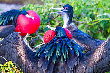 Male Great frigatebird (Fregata minor) in breeding plumage (note the red gular pouch) on Genovesa (Tower) Island, Ecuador.