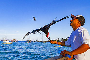 Great frigatebird (Fregata minor) taking handouts from a fisherman in Puerto Ayora on Santa Cruz Island, Galapagos, UNESCO World Heritage Site, Ecuador, South America