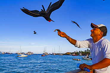 Great frigatebird (Fregata minor) taking handouts from a fisherman in Puerto Ayora on Santa Cruz Island, Ecuador.