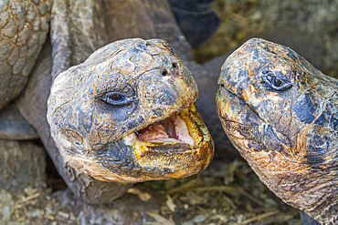 Captive Galapagos giant tortoise (Geochelone elephantopus) at the Charles Darwin Research Station, Ecuador.