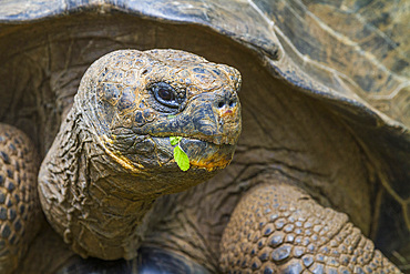 Captive Galapagos giant tortoise (Geochelone elephantopus) at the Charles Darwin Research Station, Ecuador.