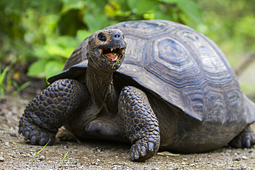 Wild Galapagos giant tortoise (Geochelone elephantopus) at Urbina Bay, Isabela Island, Galapagos Islands, UNESCO World Heritage Site, Ecuador, South America