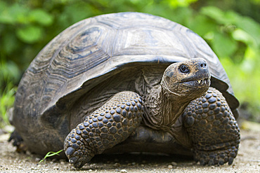 Wild Galapagos giant tortoise (Geochelone elephantopus) at Urbina Bay, Isabela Island, Galapagos Islands, UNESCO World Heritage Site, Ecuador, South America