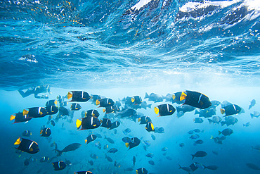 Schooling king angelfish (Holacanthus passer), underwater in the Galapagos Island Archipelago, UNESCO World Heritage Site, Ecuador, South America