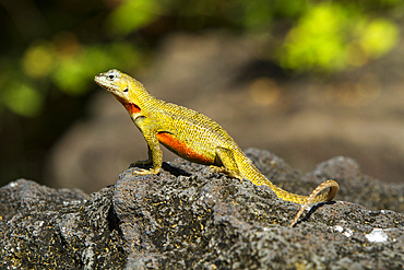 Lava lizard (Microlophus spp) in the Galapagos Islands Archipelago, UNESCO World Heritage Site, Ecuador, South America