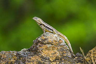 Lava lizard (Microlophus spp) in the Galapagos Island Archipelago, Ecuador.