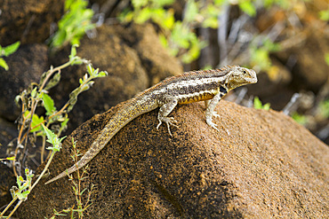 Lava lizard (Microlophus spp) in the Galapagos Island Archipelago, Ecuador.