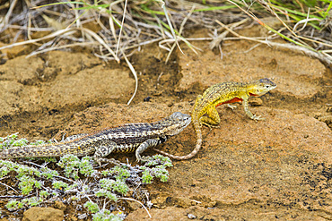 Lava lizard (Microlophus spp) courtship behavior in the Galapagos Islands Archipelago, UNESCO World Heritage Site, Ecuador, South America