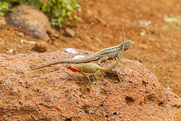 Lava lizard (Microlophus spp) courtship behavior in the Galapagos Island Archipelago, Ecuador.