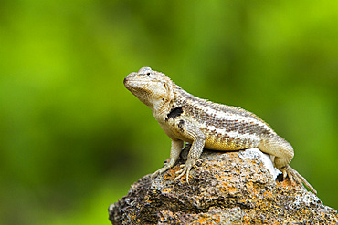 Lava lizard (Microlophus spp) in the Galapagos Islands Archipelago, UNESCO World Heritage Site, Ecuador, South America