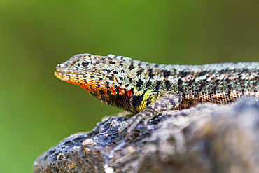 Lava lizard (Microlophus spp) in the Galapagos Islands Archipelago, UNESCO World Heritage Site, Ecuador, South America