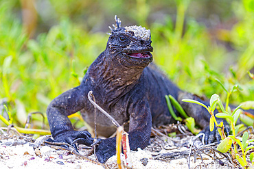 The endemic Galapagos marine iguana (Amblyrhynchus cristatus) in the Galapagos Island Archipelago, Ecuador.