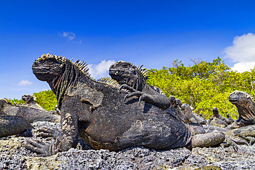 The endemic Galapagos marine iguana (Amblyrhynchus cristatus) in the Galapagos Island Archipelago, Ecuador.