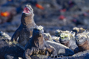 The endemic Galapagos marine iguana (Amblyrhynchus cristatus) in the Galapagos Island Archipelago, Ecuador.