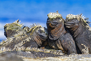 The endemic Galapagos marine iguana (Amblyrhynchus cristatus) in the Galapagos Island Archipelago, UNESCO World Heritage Site, Ecuador, South America