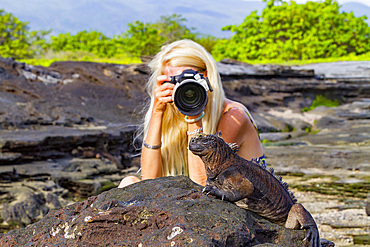 The endemic Galapagos marine iguana (Amblyrhynchus cristatus) in the Galapagos Island Archipelago, UNESCO World Heritage Site, Ecuador, South America