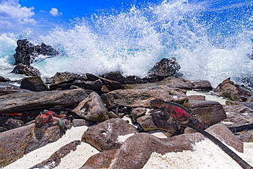 The endemic Galapagos marine iguana (Amblyrhynchus cristatus) in the Galapagos Island Archipelago, Ecuador.