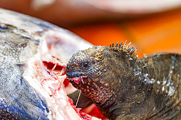 The endemic Galapagos marine iguana (Amblyrhynchus cristatus) feeding on fish at the Puerto Ayora fish market, Ecuador.