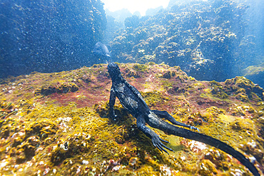 The endemic Galapagos marine iguana (Amblyrhynchus cristatus) feeding underwater in the Galapagos, UNESCO World Heritage Site, Ecuador, South America