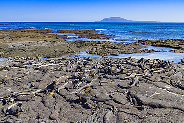 The endemic Galapagos marine iguana (Amblyrhynchus cristatus) in the Galapagos Island Archipelago, Ecuador.