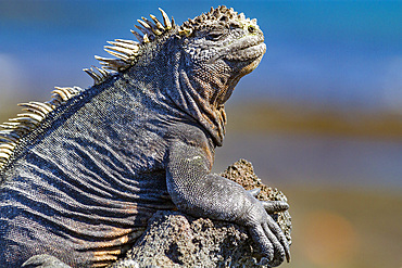 The endemic Galapagos marine iguana (Amblyrhynchus cristatus) in the Galapagos Island Archipelago, UNESCO World Heritage Site, Ecuador, South America