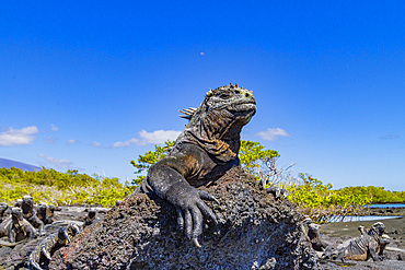 The endemic Galapagos marine iguana (Amblyrhynchus cristatus) in the Galapagos Island Archipelago, Ecuador.