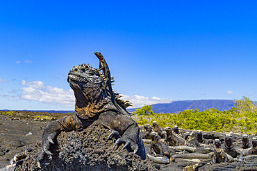 The endemic Galapagos marine iguana (Amblyrhynchus cristatus) with a lava lizard on top of its head, Ecuador.