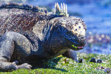 The endemic Galapagos marine iguana (Amblyrhynchus cristatus) feeding on algae at low tide in the Galapagos, Ecuador.