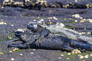 The endemic Galapagos marine iguana (Amblyrhynchus cristatus) in the Galapagos Island Archipelago, Ecuador.