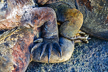 The endemic Galapagos marine iguana (Amblyrhynchus cristatus) in the Galapagos Island Archipelago, Ecuador.